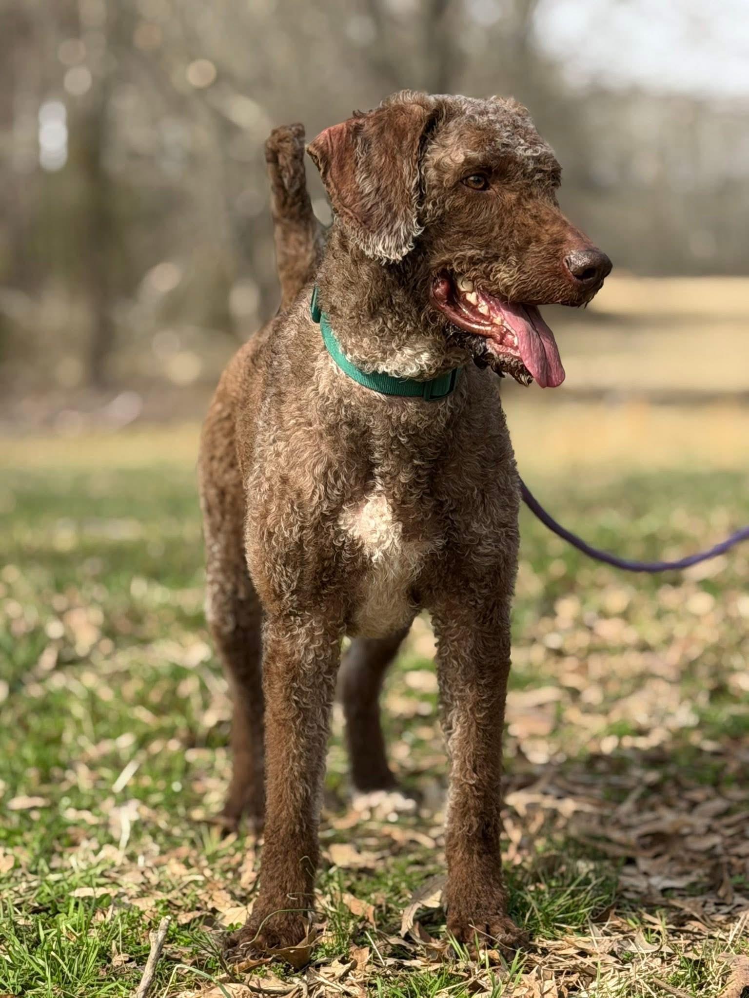 Enlarge Kaine, a ADOPTABLE Labradoodle in Totowa, NJ image 3/4