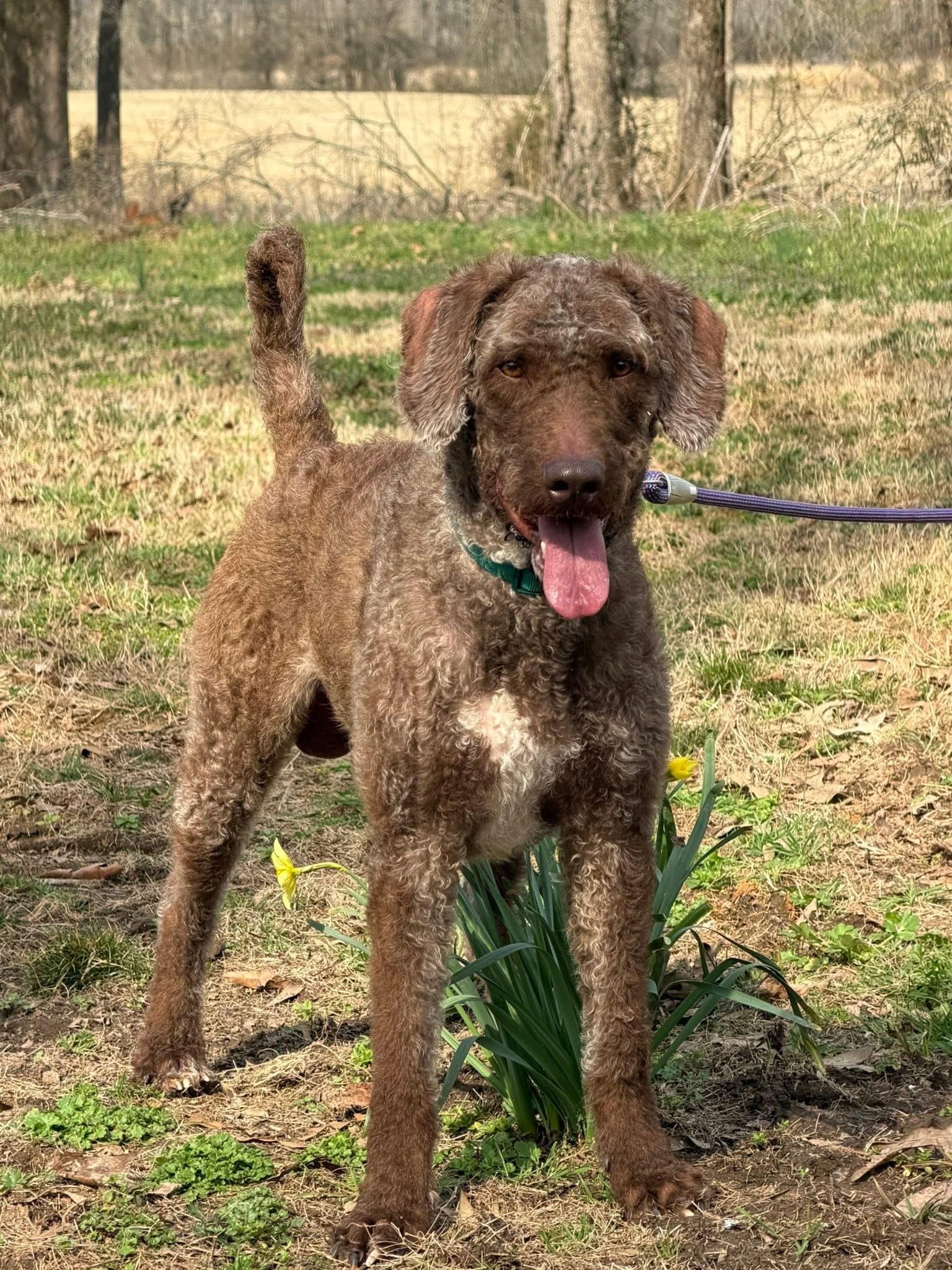 Enlarge Kaine, a ADOPTABLE Labradoodle in Totowa, NJ image 4/4