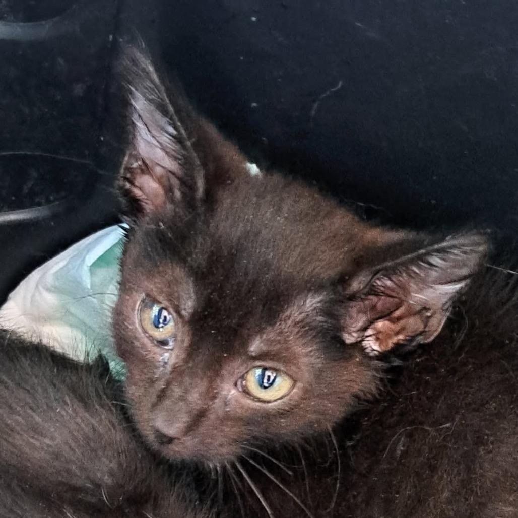 Rango, Adoptable, Kitten Male Domestic Short Hair.
