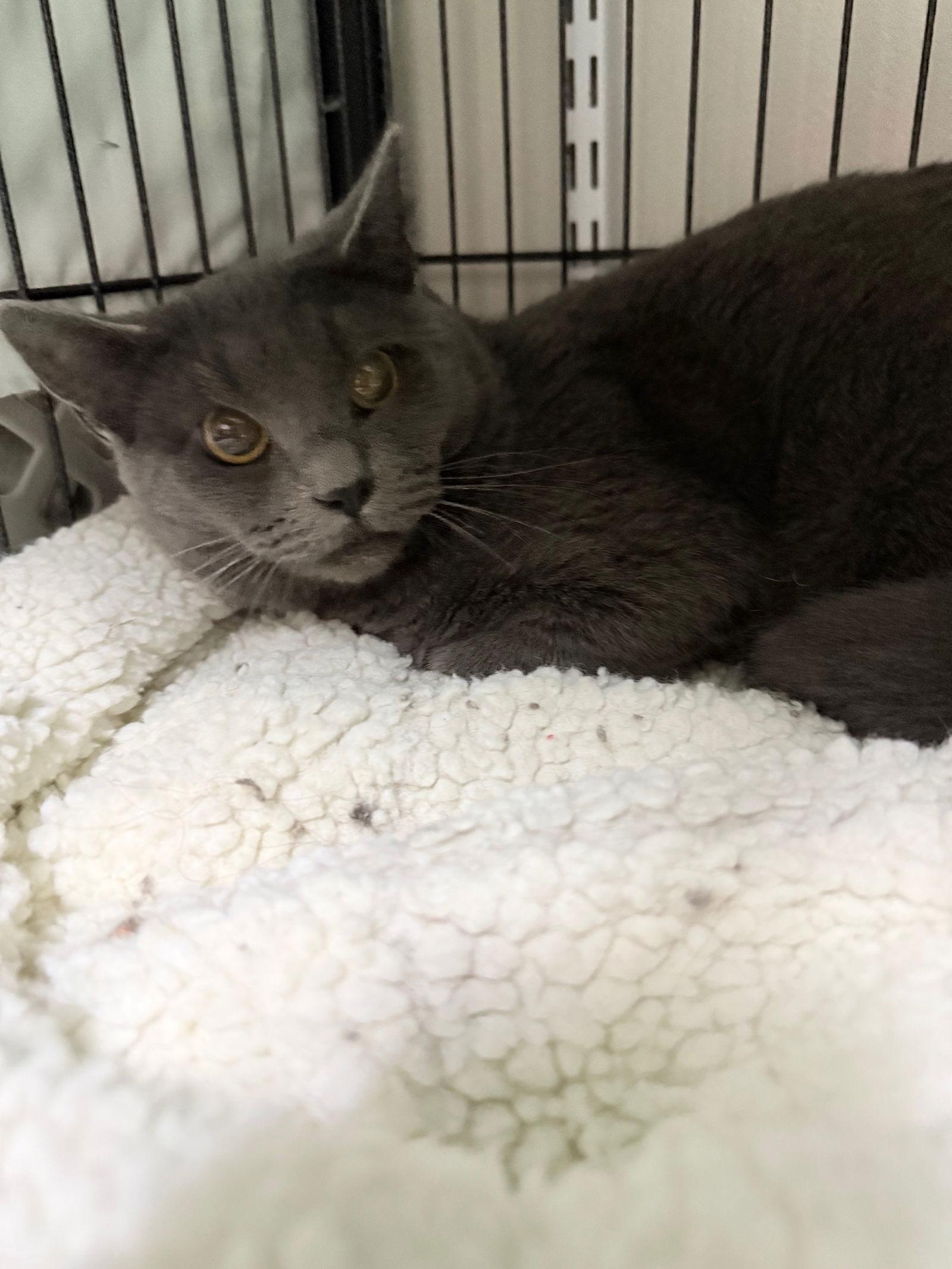 Imu, Adoptable, Adult Male Domestic Short Hair.