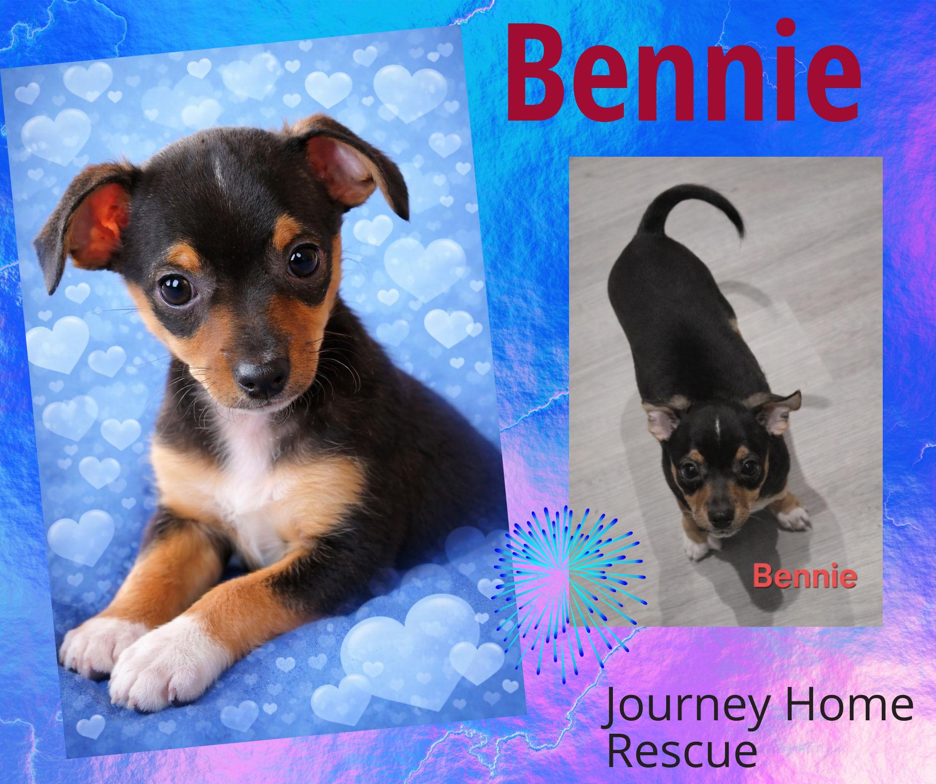 Enlarge Benny, a ADOPTABLE mixed breed in East Wenatchee, WA image 1/1