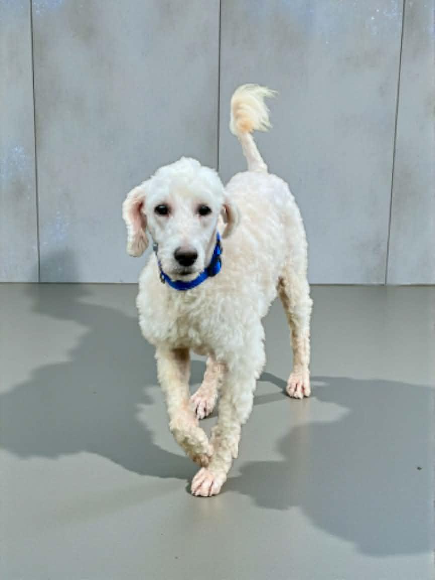 Winston, an adoptable Goldendoodle in Lexington, KY image 1/4