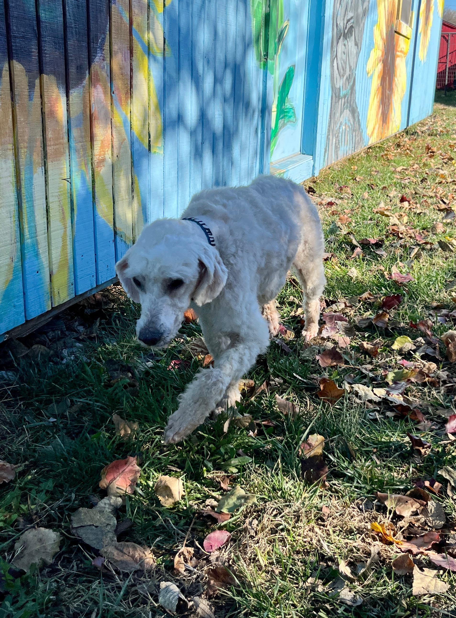 Winston, an adoptable Goldendoodle in Lexington, KY image 3/4
