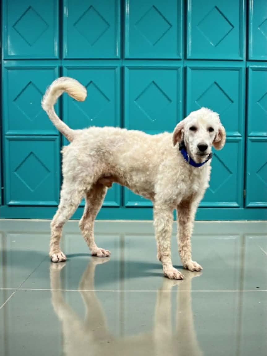 Winston, an adoptable Goldendoodle in Lexington, KY image 4/4