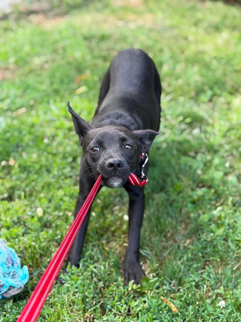 Aramis, Adoptable, Young Male Rat Terrier & Chihuahua.