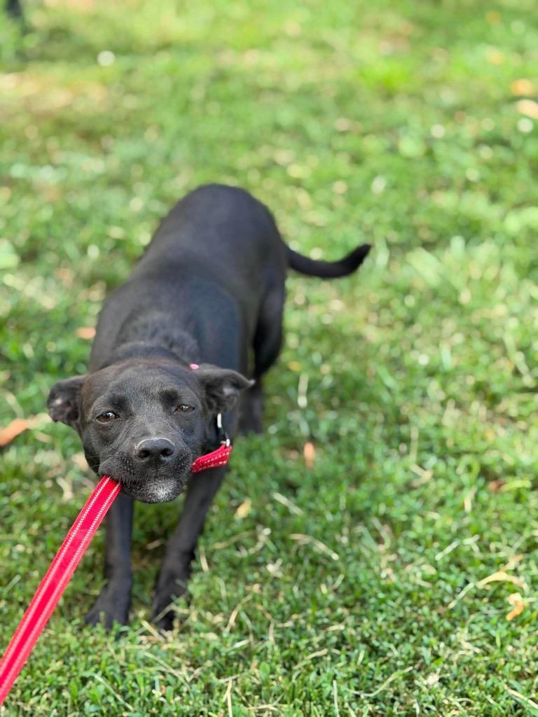 Enlarge Aramis, a Adoptable mixed breed in Decatur, IN image 2/6
