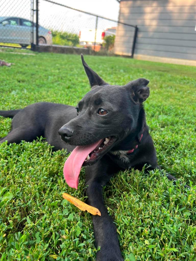 Enlarge Aramis, a Adoptable mixed breed in Decatur, IN image 3/6
