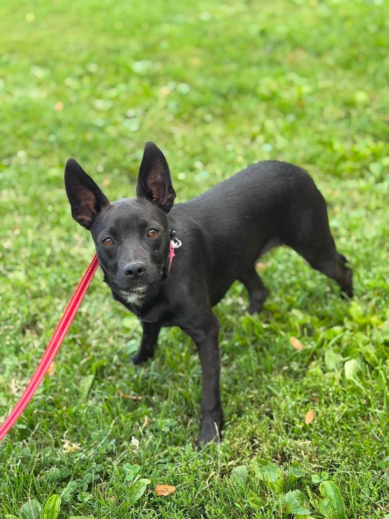 Enlarge Aramis, a Adoptable mixed breed in Decatur, IN image 4/6