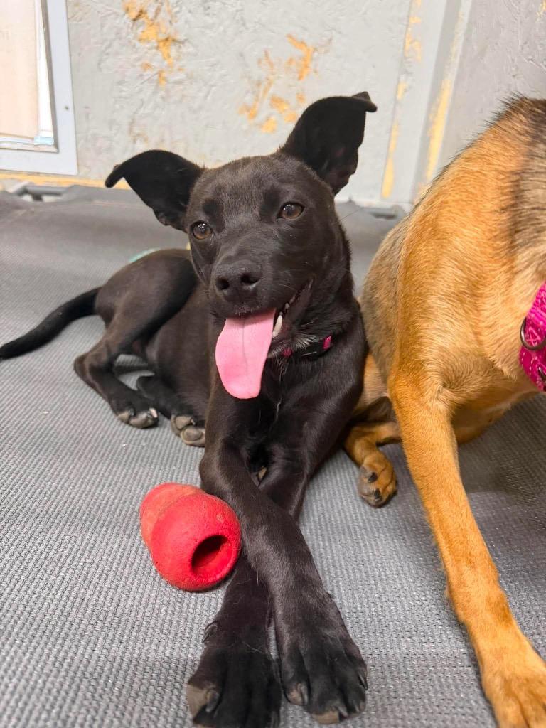 Enlarge Aramis, a Adoptable mixed breed in Decatur, IN image 5/6