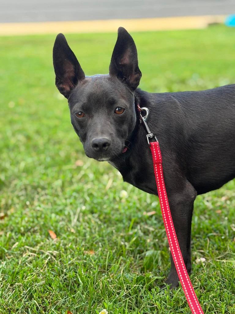 Enlarge Aramis, a Adoptable mixed breed in Decatur, IN image 6/6