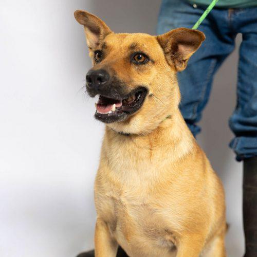 Maddie, a Adoptable mixed breed in Sullivan City, TX image 1/6