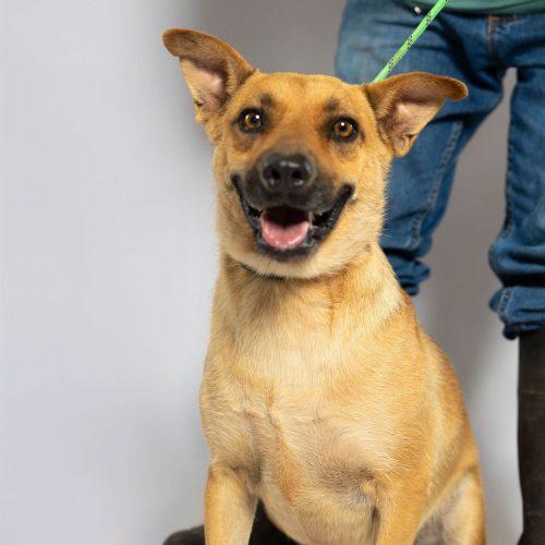 Maddie, a Adoptable mixed breed in Sullivan City, TX image 2/6