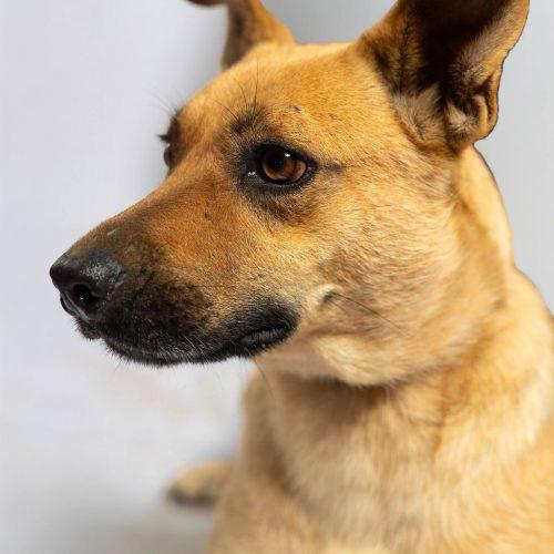Maddie, a Adoptable mixed breed in Sullivan City, TX image 3/6