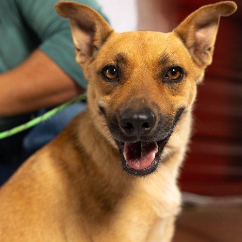 Maddie, a Adoptable mixed breed in Sullivan City, TX image 4/6