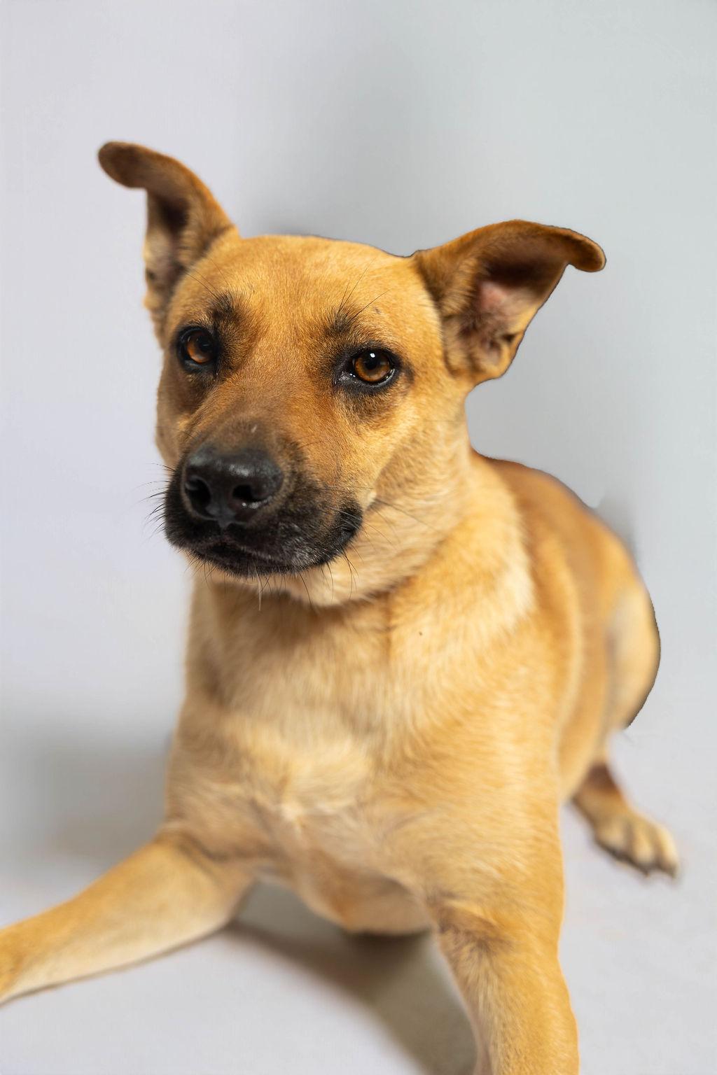 Maddie, a Adoptable mixed breed in Sullivan City, TX image 5/6