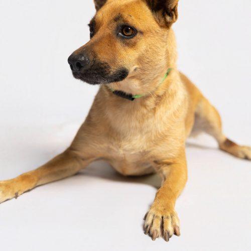 Maddie, a Adoptable mixed breed in Sullivan City, TX image 6/6