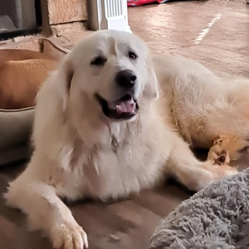 Atlas, a Adoptable Great Pyrenees in Atlanta, GA image 2/6