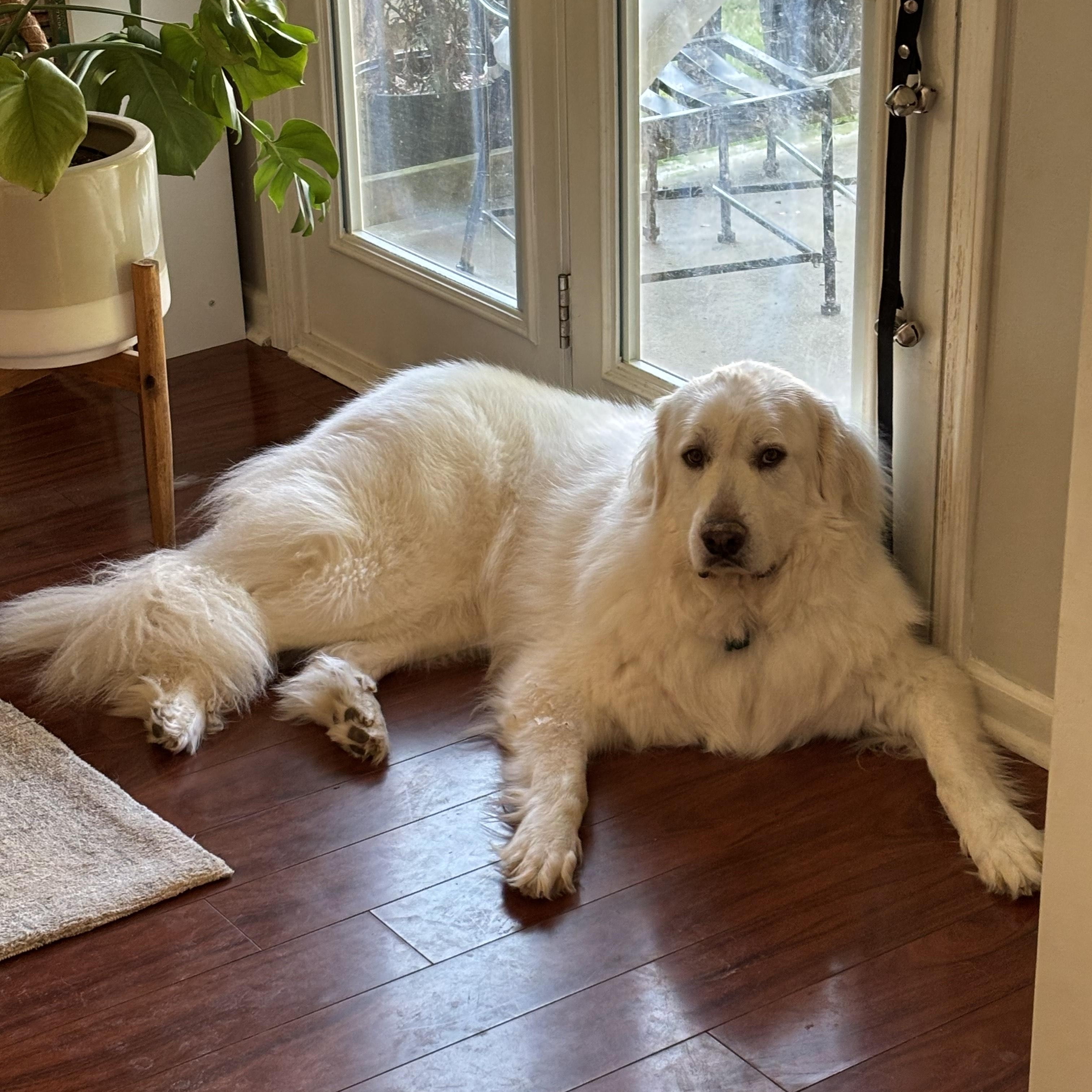 Atlas, a Adoptable Great Pyrenees in Atlanta, GA image 5/6