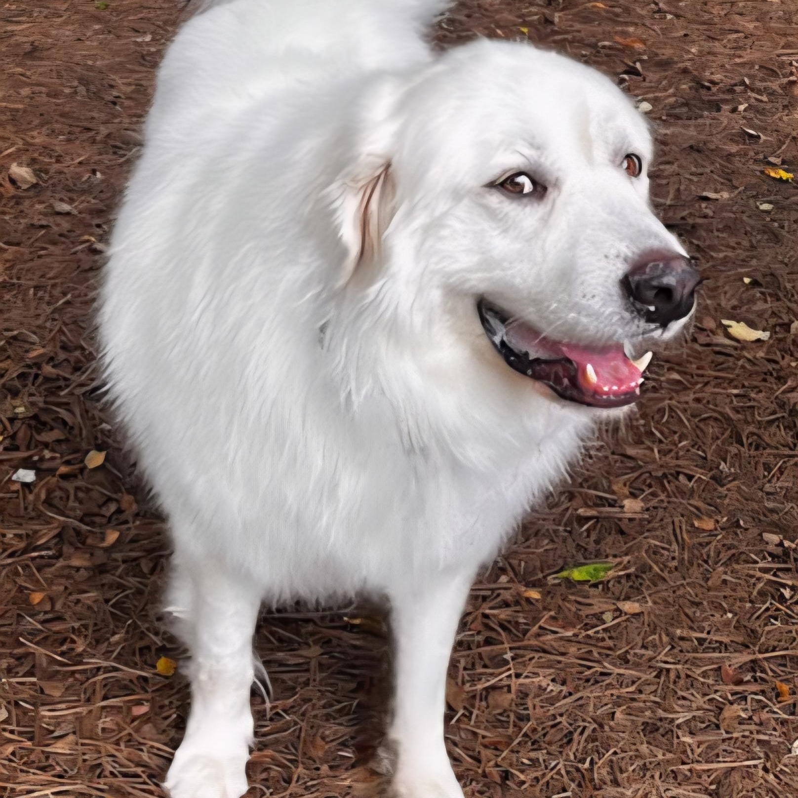 Atlas, a Adoptable Great Pyrenees in Atlanta, GA image 6/6