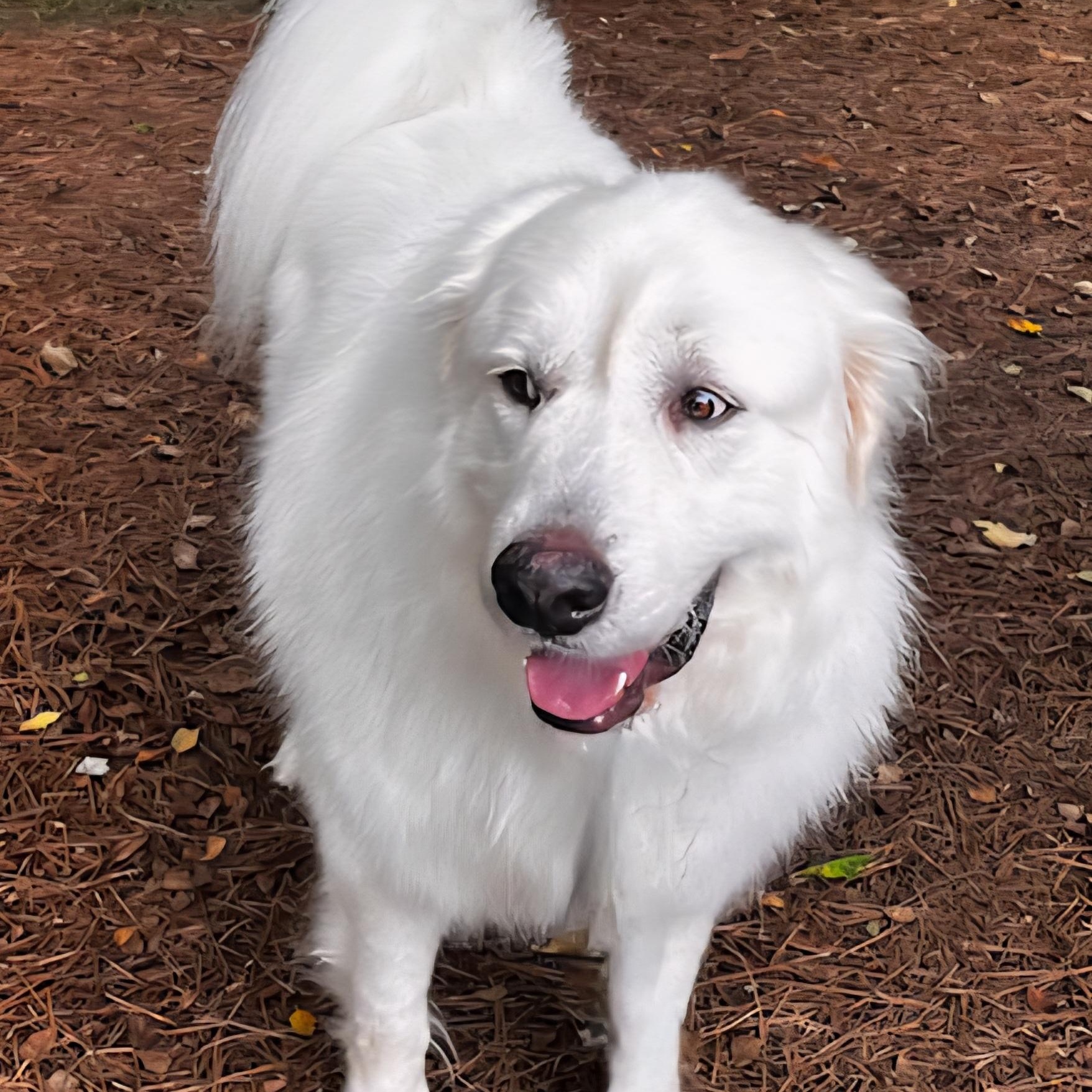 Atlas, a Adoptable Great Pyrenees in Atlanta, GA image 3/6