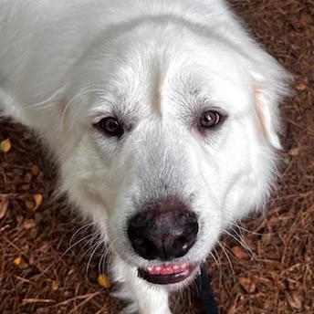 Atlas, a Adoptable Great Pyrenees in Atlanta, GA image 4/6