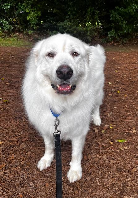 Atlas, Adoptable, Adult Male Great Pyrenees.