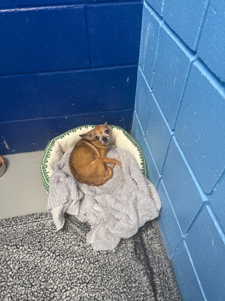 Cassidy, Adoptable, Senior Female Chihuahua.