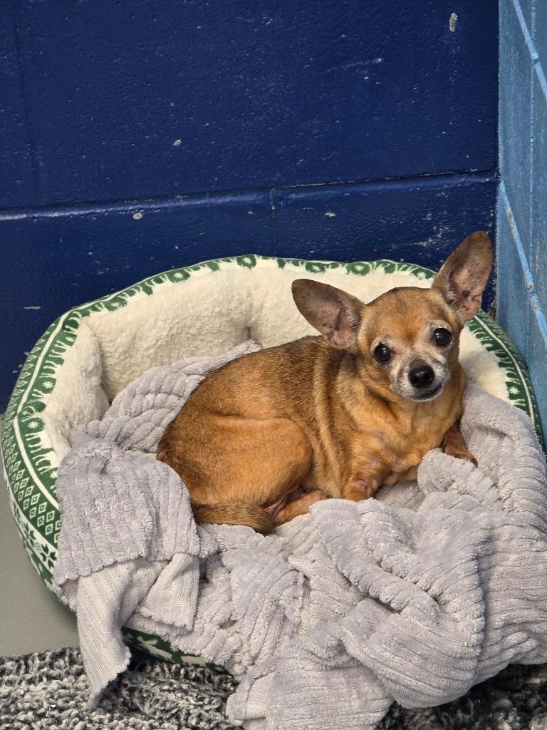 Enlarge Cassidy, a Adoptable Chihuahua in Hartsville, SC image 2/2