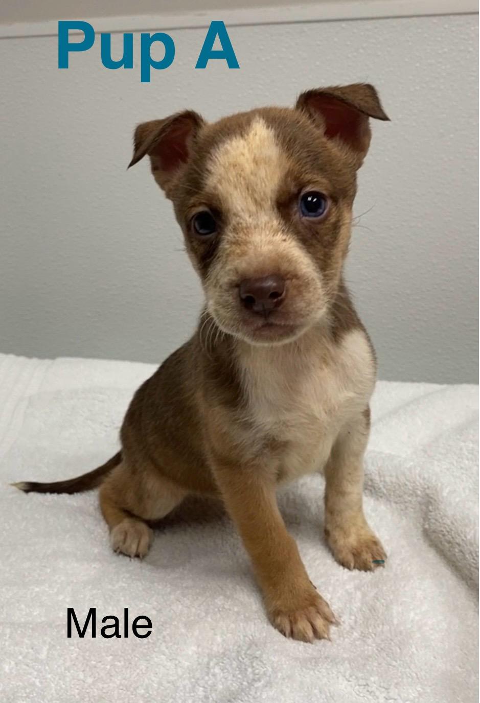 Enlarge Pup A, an adopted Mixed Breed in Pomeroy, OH image 1/1