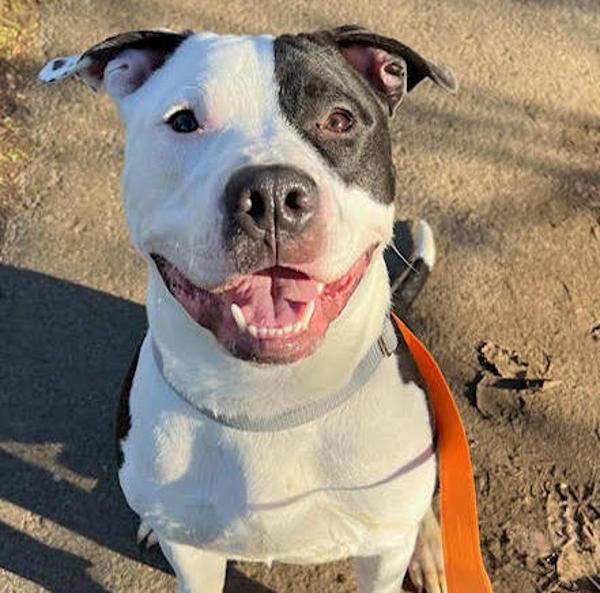 Enlarge Tapatio (mcas), a Adoptable mixed breed in Troutdale, OR image 1/1