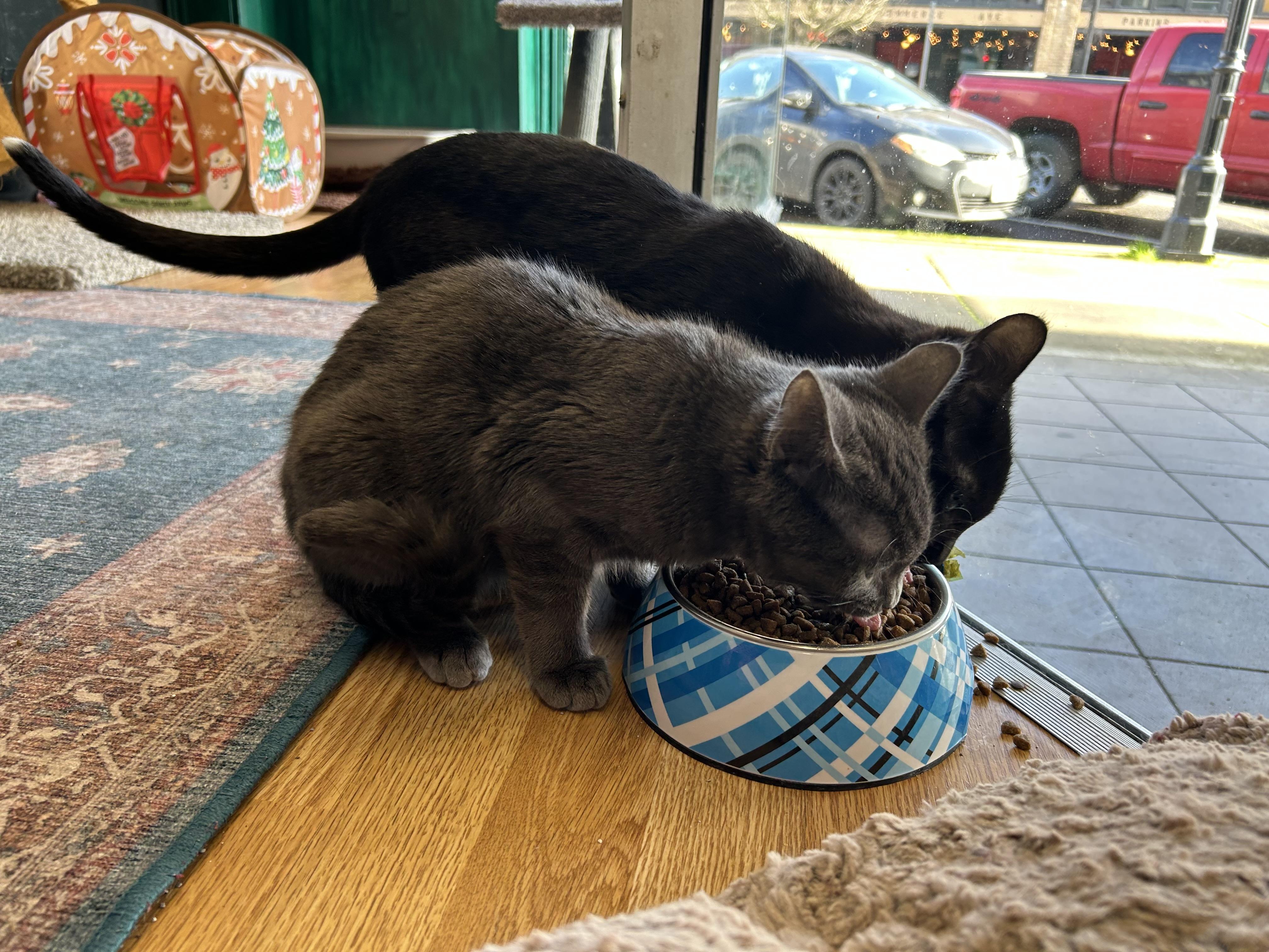 Enlarge Sketchbook, an adopted Domestic Short Hair in Kelso, WA image 2/3