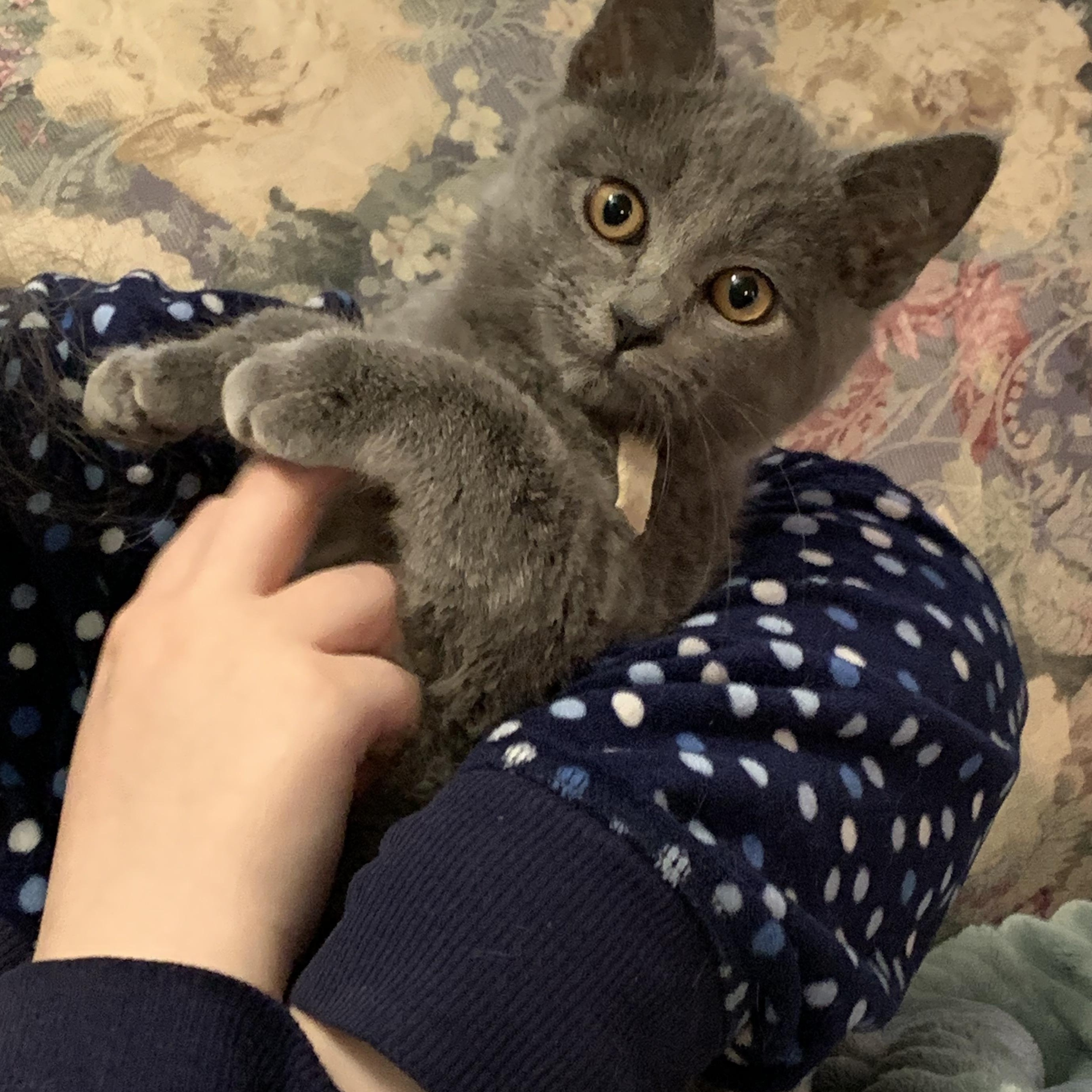 Enlarge Sketchbook, an adopted Domestic Short Hair in Kelso, WA image 1/3