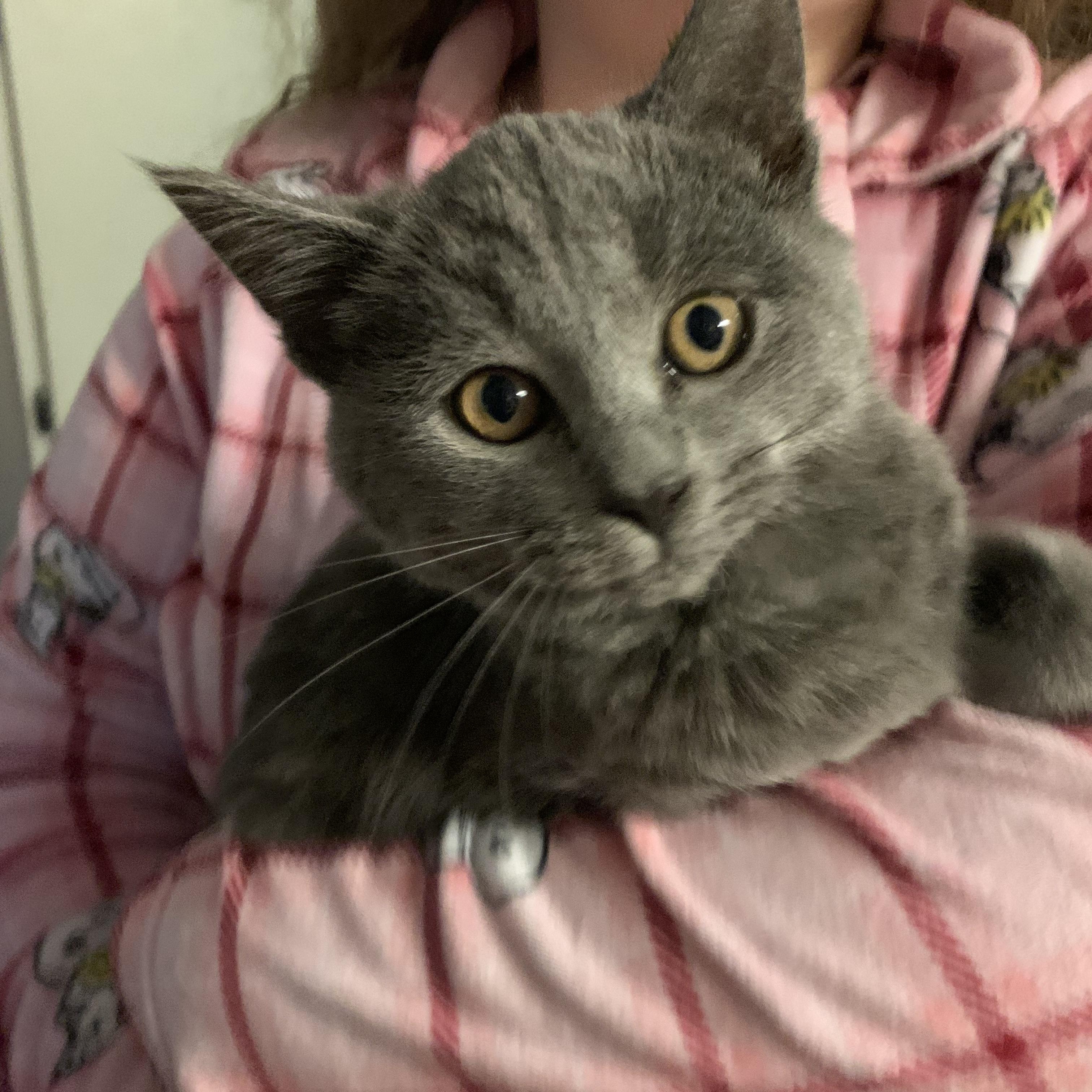 Enlarge Sketchbook, an adopted Domestic Short Hair in Kelso, WA image 3/3