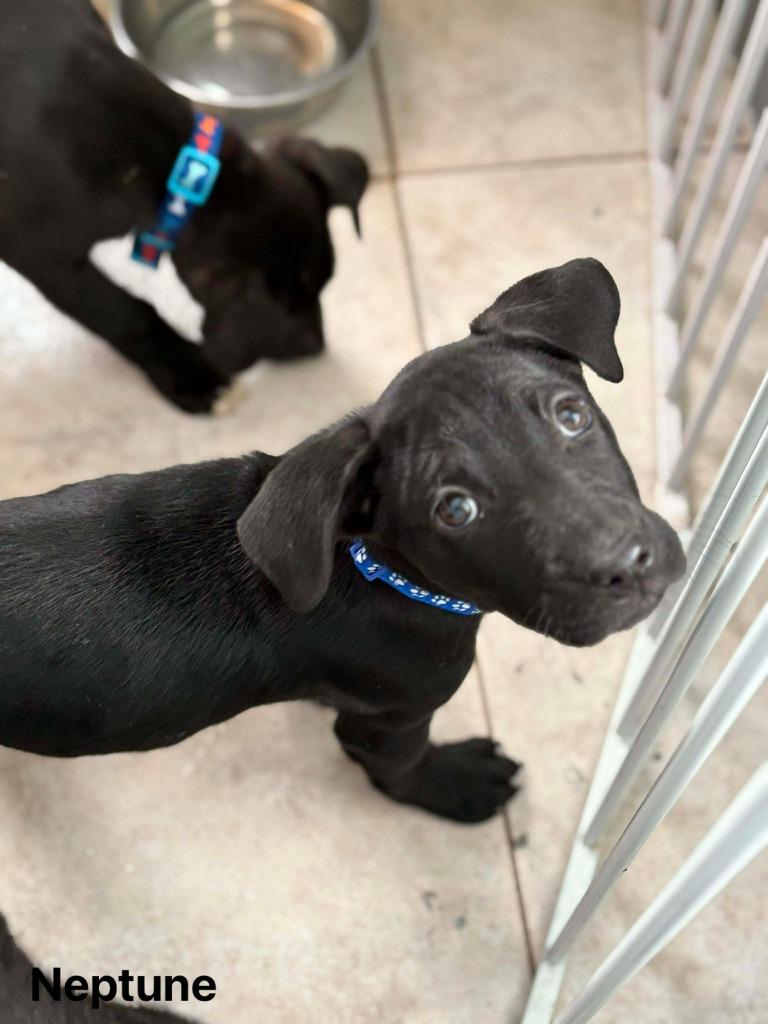 Enlarge Neptune, a Adoptable mixed breed in sun prairie, WI image 1/1