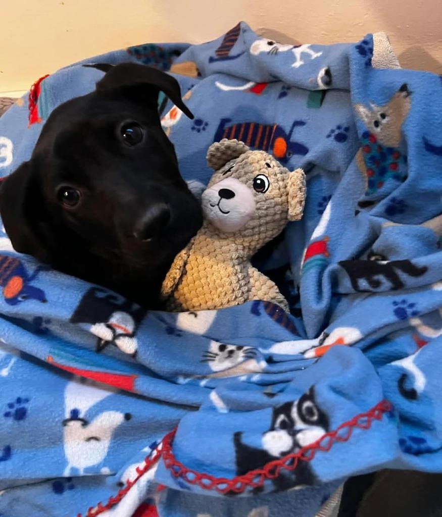 Neptune, a Adoptable mixed breed in sun prairie, WI image 2/3