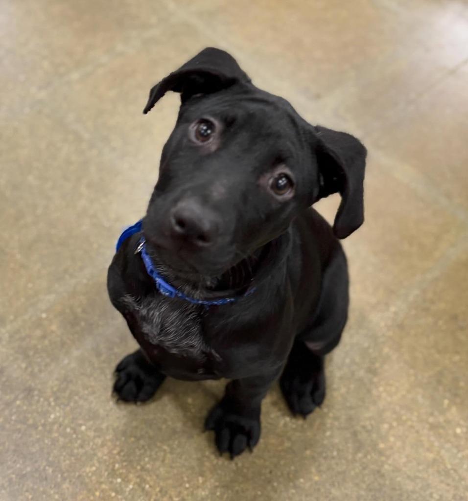 Neptune, a Adoptable mixed breed in sun prairie, WI image 3/3