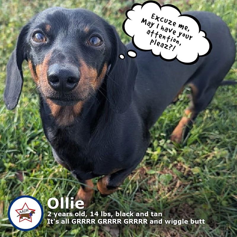 Enlarge Ollie in NC, a ADOPTABLE Dachshund in Denver, NC image 3/6