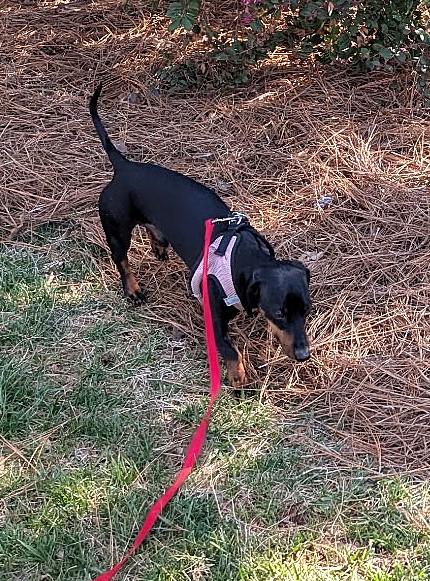 Enlarge Ollie in NC, a ADOPTABLE Dachshund in Denver, NC image 4/6