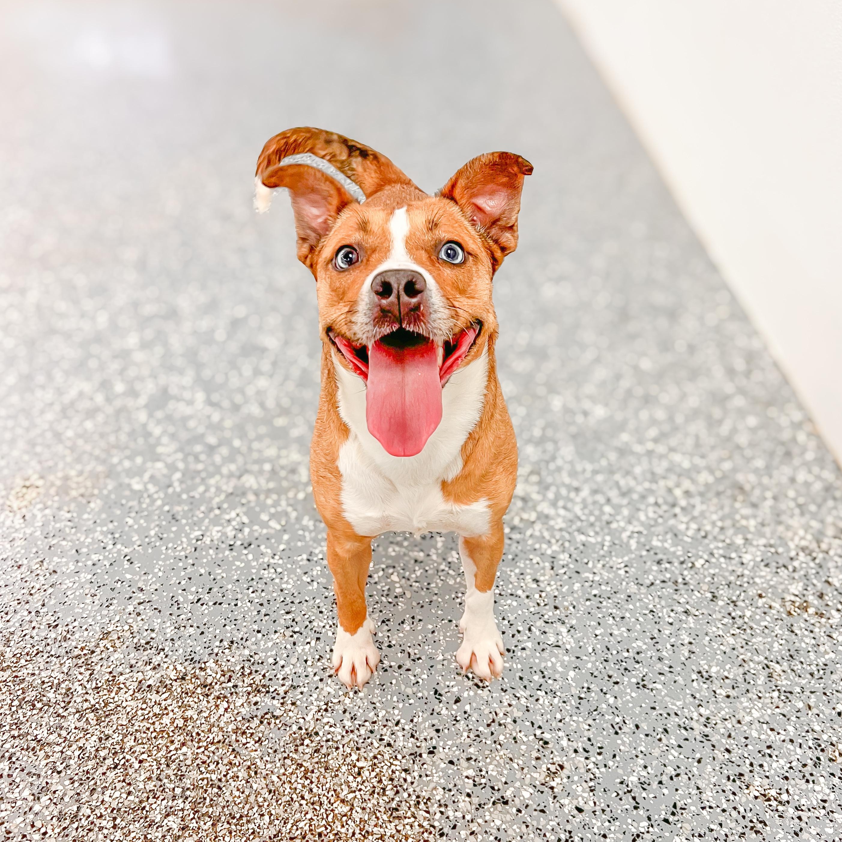 Emily is in NH waiting for you! Come meet our adoptable dogs Wednesday 2-7, Thursday 4-7, Frida