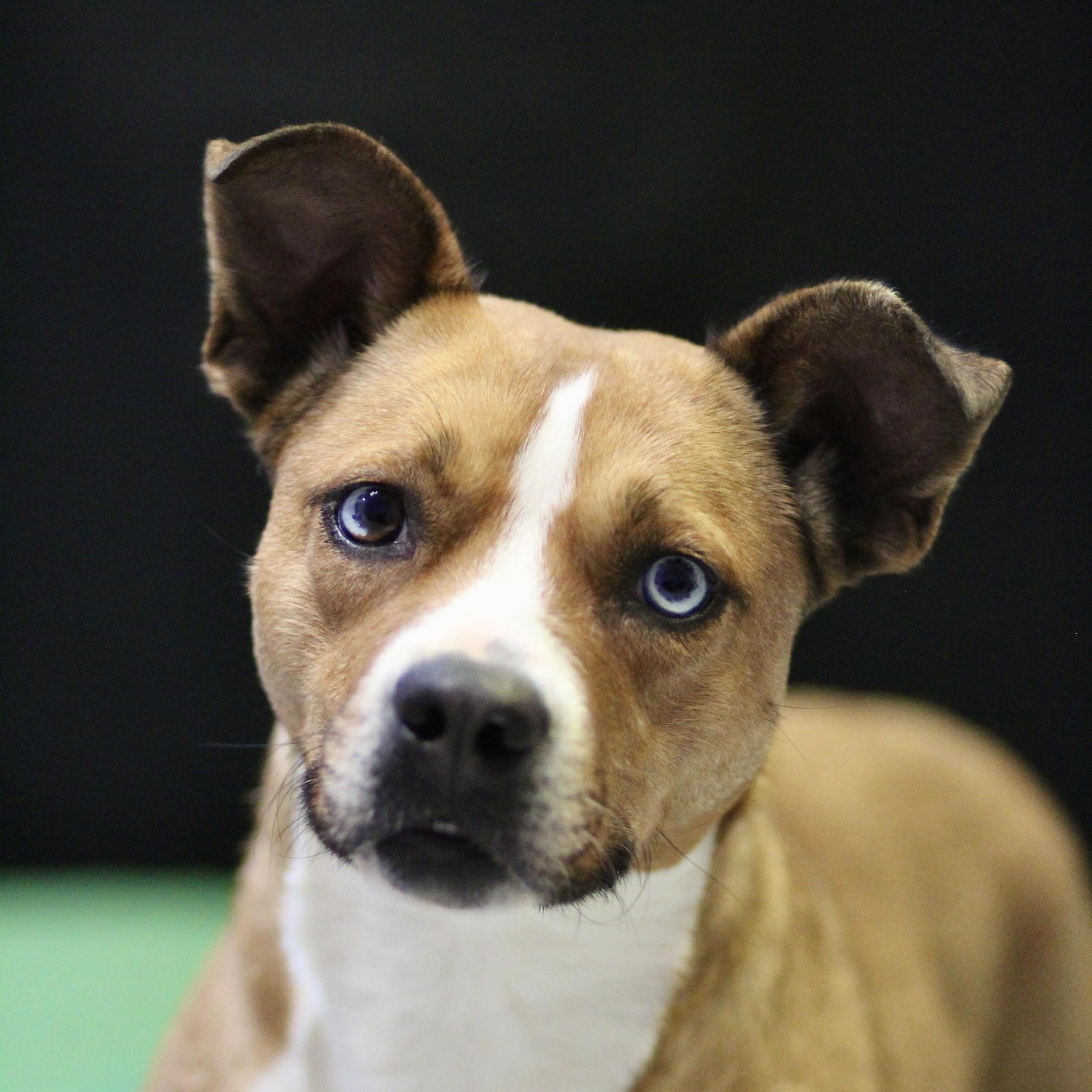 Emily is in NH waiting for you! Come meet our adoptable dogs Wednesday 2-7, Thursday 4-7, Frida