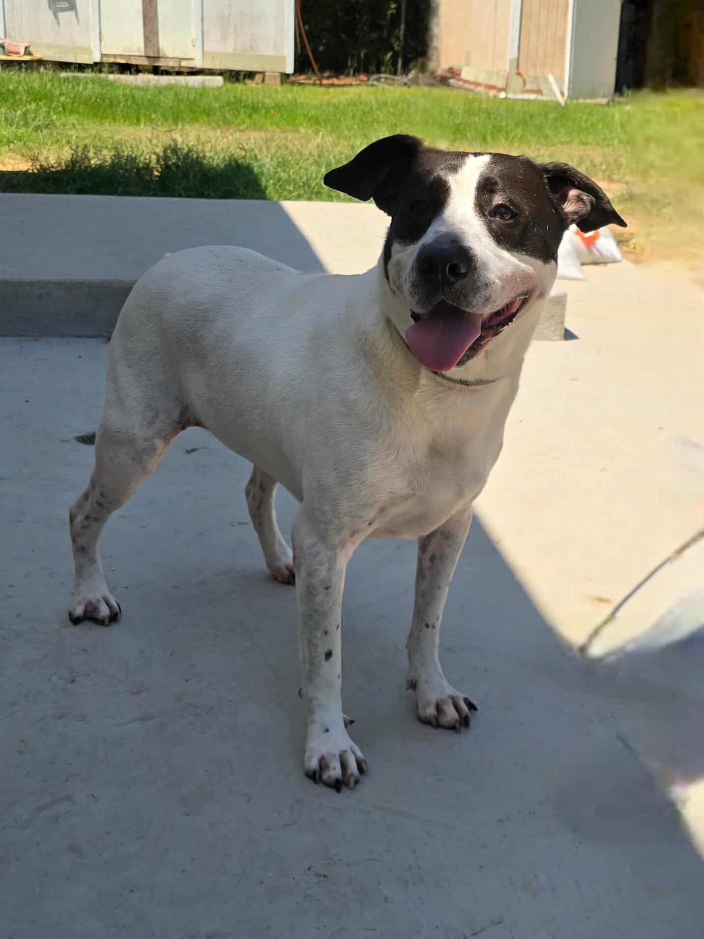 Scout, Adoptable, Adult Male Labrador Retriever & Dalmatian.