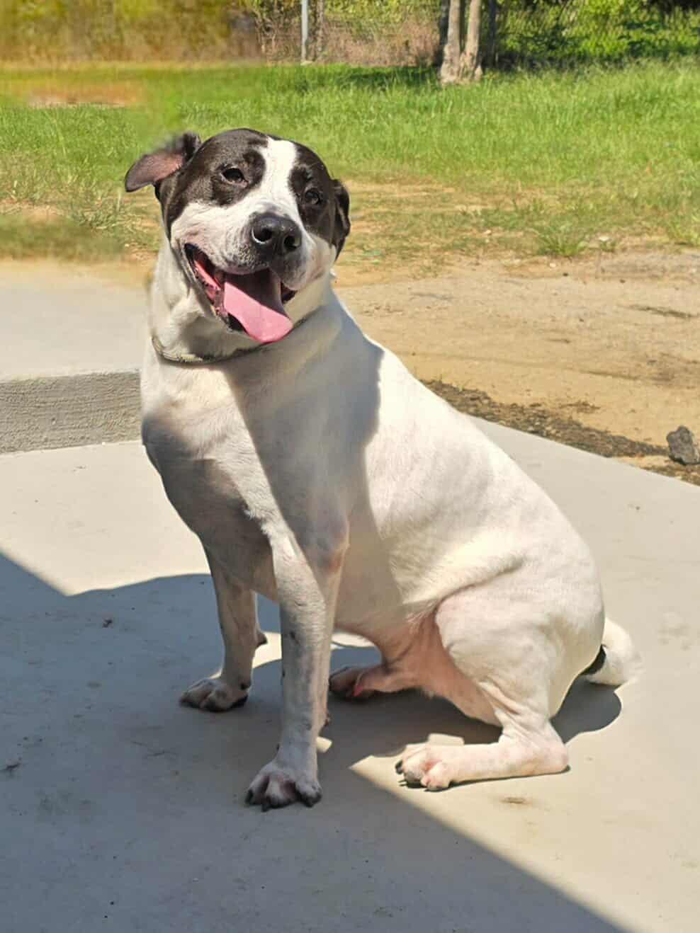 Enlarge Scout, a Adoptable mixed breed in Orangeburg, SC image 2/3