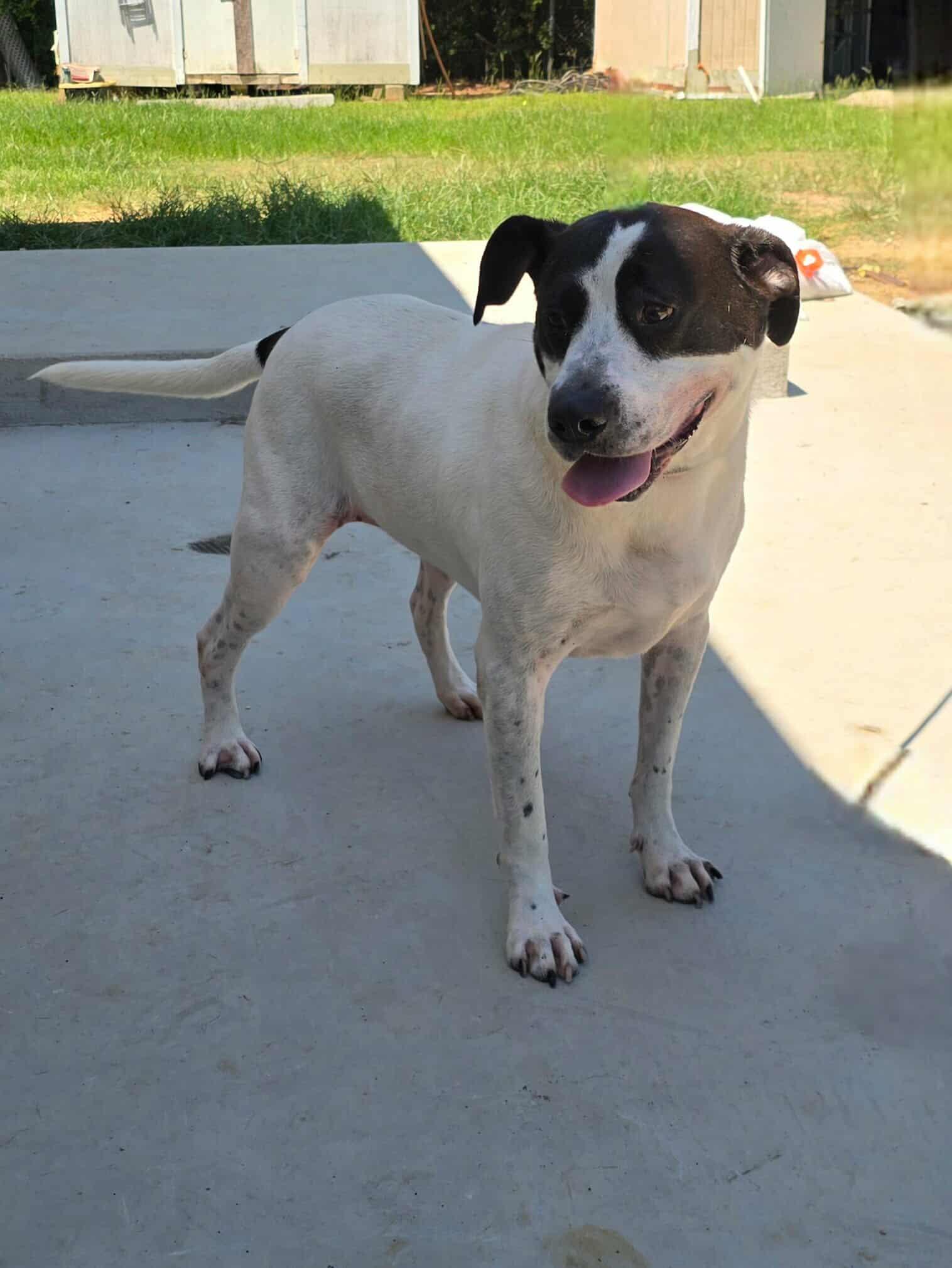 Enlarge Scout, a Adoptable mixed breed in Orangeburg, SC image 3/3