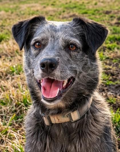Enlarge Pupper, a Adoptable mixed breed in Baraboo, WI image 1/3