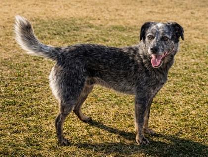 Enlarge Pupper, a Adoptable mixed breed in Baraboo, WI image 2/3
