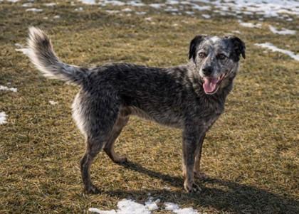 Enlarge Pupper, a Adoptable mixed breed in Baraboo, WI image 2/3