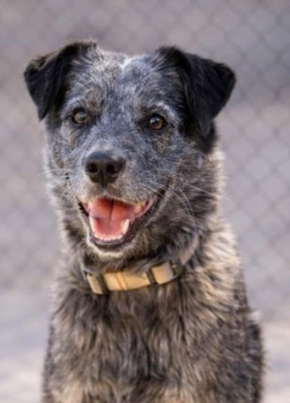 Pupper, Adoptable, Adult Male Australian Cattle Dog / Blue Heeler & Mixed Breed.