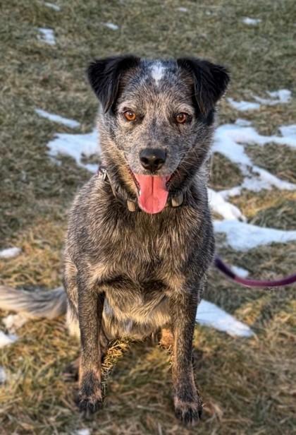 Pupper, Adoptable, Adult Male Australian Cattle Dog / Blue Heeler & Mixed Breed.