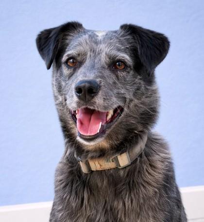 Enlarge Pupper, a Adoptable mixed breed in Baraboo, WI image 3/3