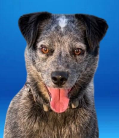 Enlarge Pupper, a Adoptable mixed breed in Baraboo, WI image 2/3